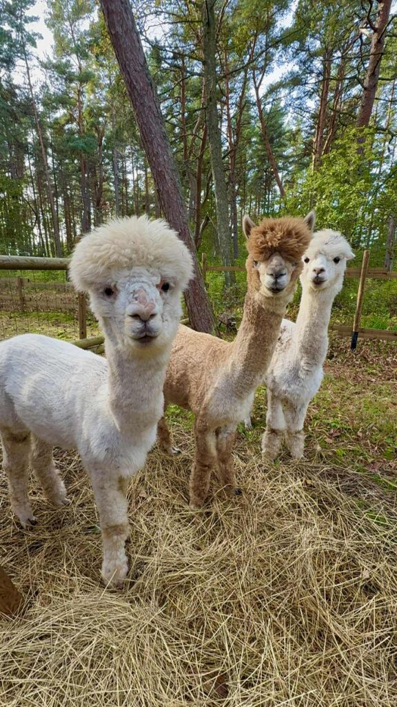 Close, hands-on contact with the animals in their everyday environment.
